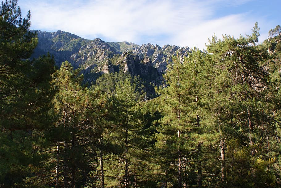 forest, trees, mountain, wood, natural, forest trees, landscape HD wallpaper