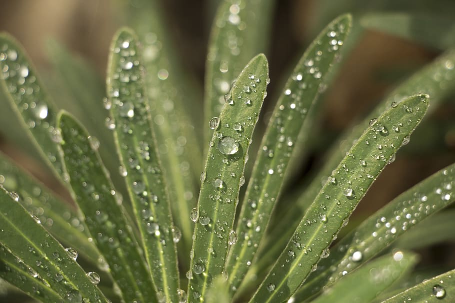 macro, drops, raindrops, green, dew, leaf, nature, vibrant HD wallpaper