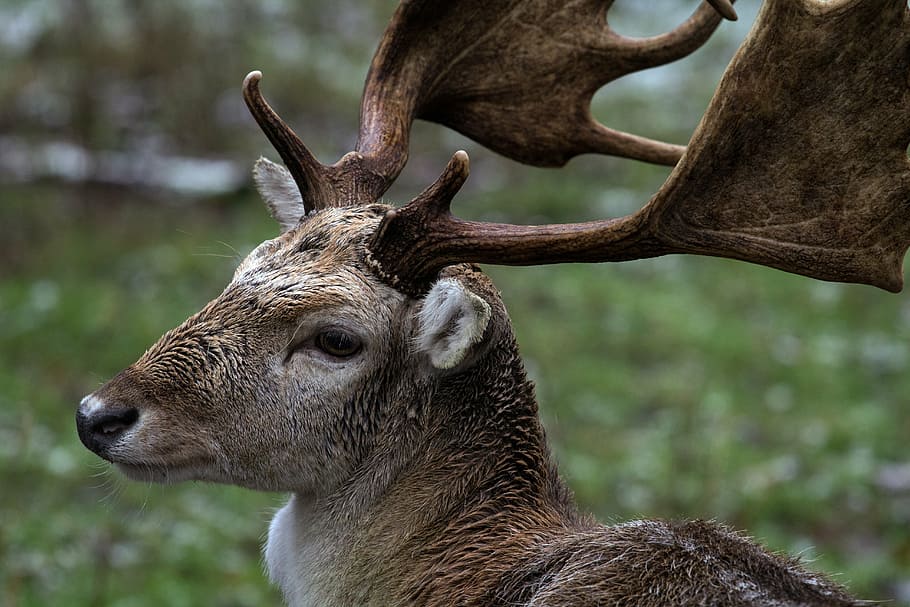 forest, wild, fallow deer, nature, animal, wildlife, mammal HD wallpaper