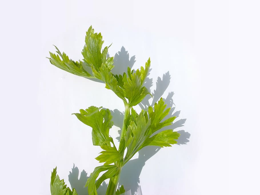 vegetables, material, green, celery, food, studio shot, leaf HD wallpaper