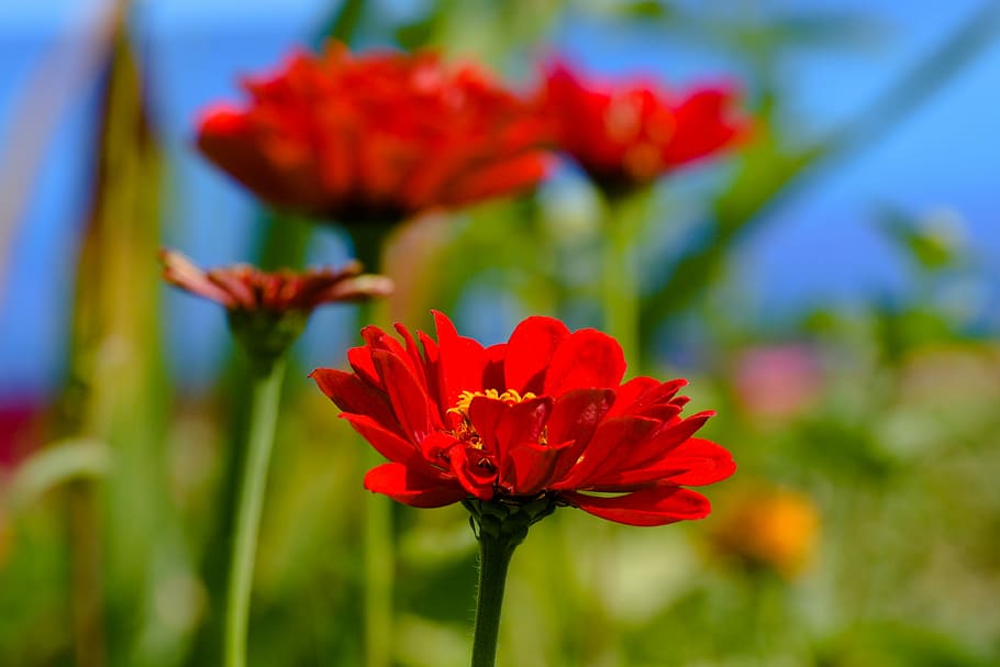nature, sheet, outdoors, summer, plant, garden, no one, color HD wallpaper
