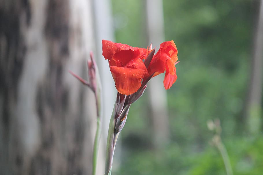 flower, nature, design, pattern, garden, red, natural, plant HD wallpaper