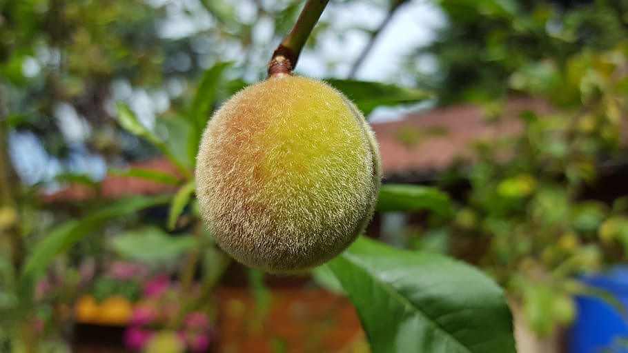 peach, fruit, peach tree, delicious, plant, close-up, food HD wallpaper