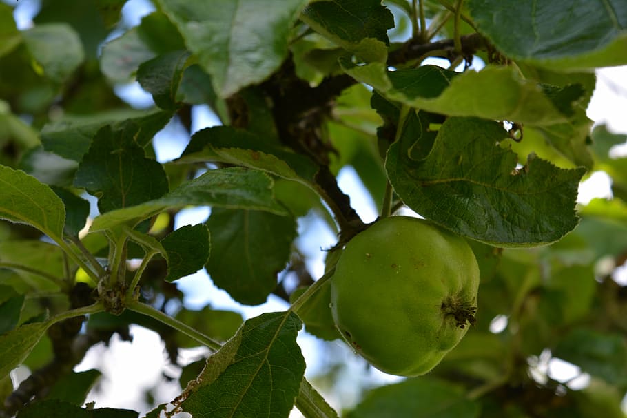 apple, apple tree, nature, fruit, immature, green, leaves, leaf HD wallpaper