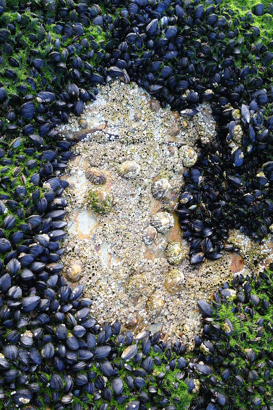 shellfish, mussels, limpets, seafood, gourmet, fresh, delicious HD wallpaper