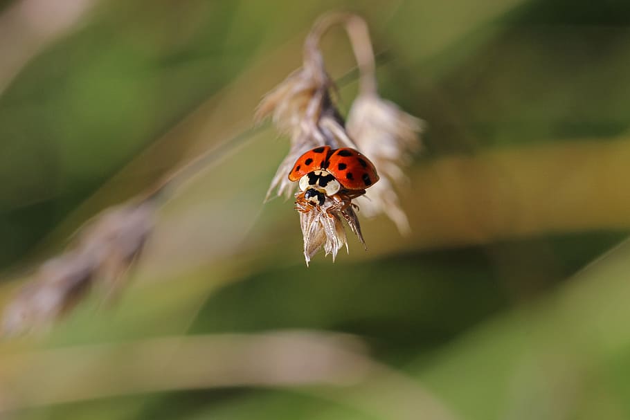 ladybug, insect, beetle, grass, blade of grass, macro, nature HD wallpaper