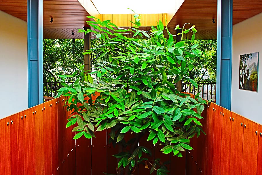 Building, Indoor Plant, Interior, Tree, organic, agriculture HD wallpaper