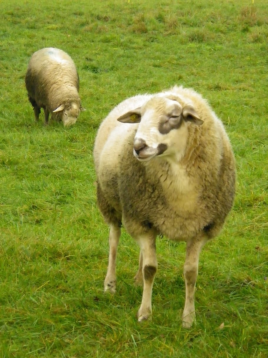 sheep, meadow, pasture, grass, animal themes, livestock, mammal HD wallpaper