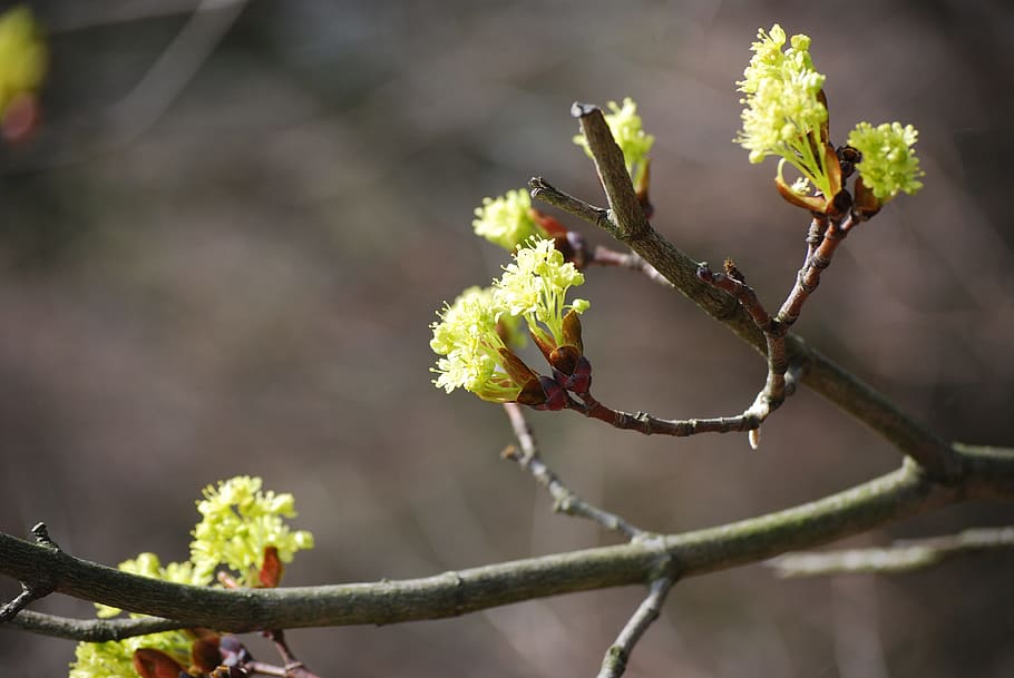 Blossom, Bloom, Yellow, Spring, Nature, plant, outdoors, growth HD wallpaper