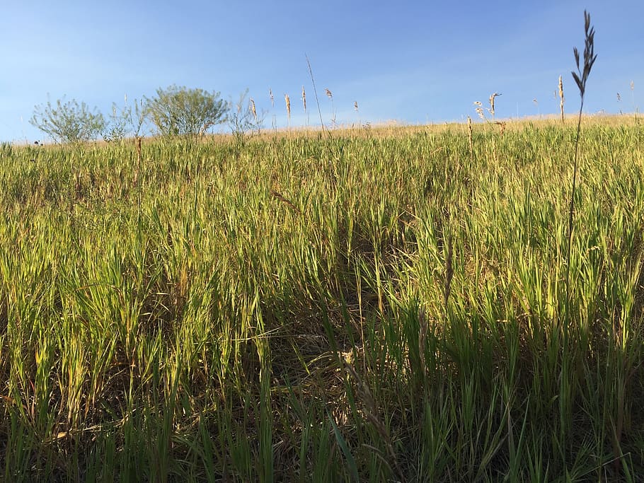 field, grass, tree, countryside, land, grass field, grassland HD wallpaper