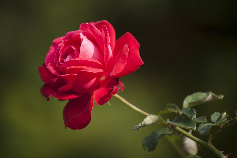 focus photography of red rose, flower, love, macro, nature, plant