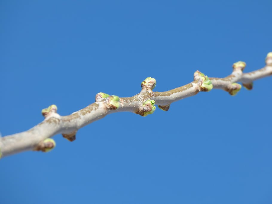 branch, outbreak, spring, sprout, tree, nature, springtime HD wallpaper