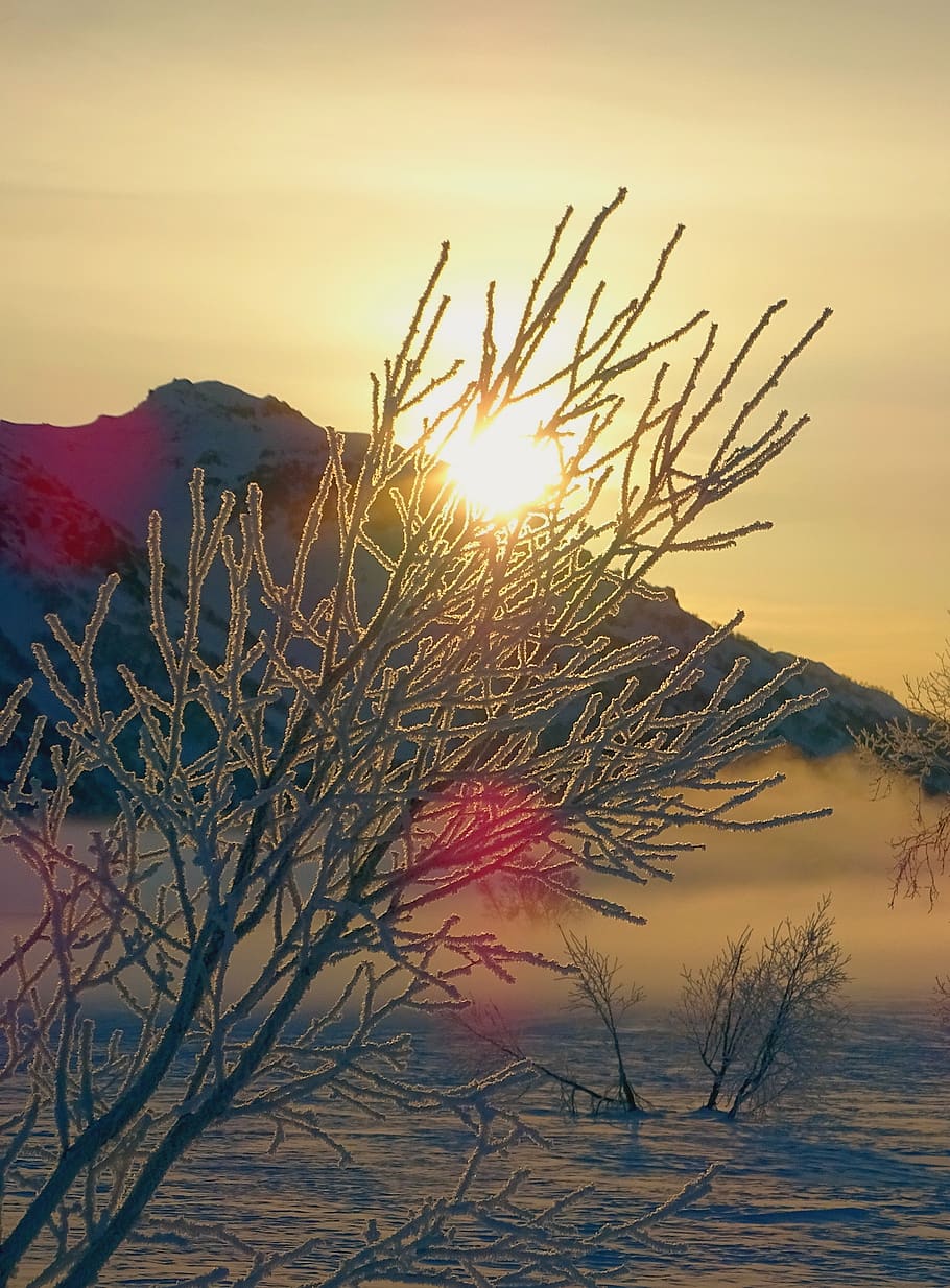 sunrise, dawn, morning, frost, winter, spring, leann, trees, HD wallpaper