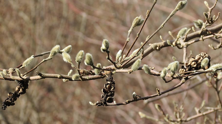 bud, green, spring, branch, tree, plant, focus on foreground HD wallpaper