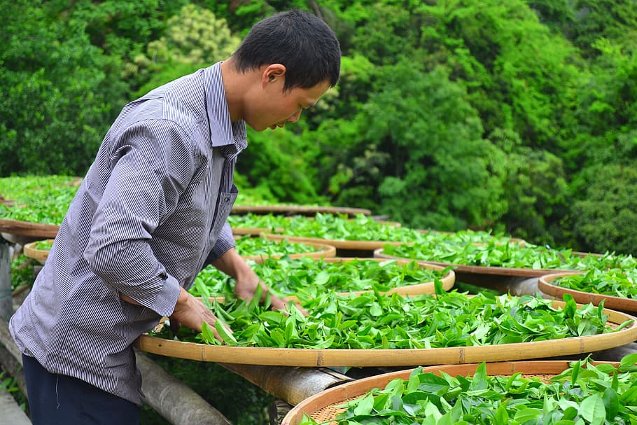 Sun Tea, Station, tea station, agriculture, gardening, working HD wallpaper