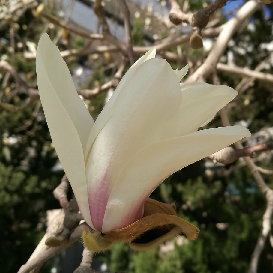 magnolia flower, spring, bloom, plant, flowering plant, growth HD wallpaper