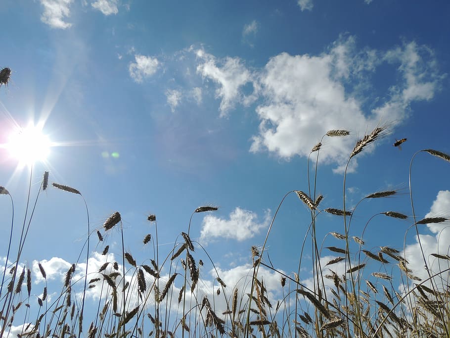 wheat, wheat field, grain, cornfield, cereals, sun, clouds HD wallpaper