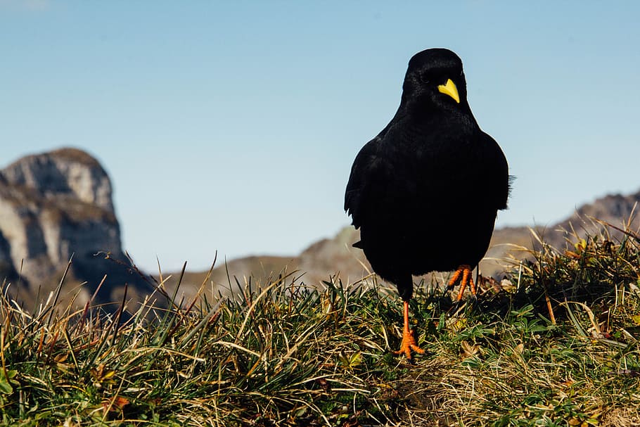 black crow on green field, black bird standing on green grass near mountain at daytime HD wallpaper
