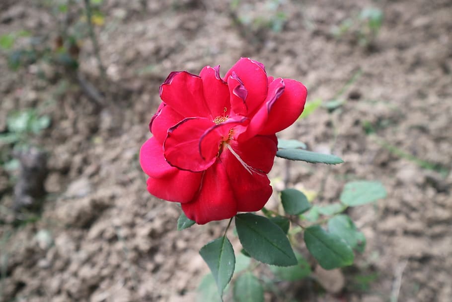 rose, my, love, nature, red, plant, petal, flower, flower Head HD wallpaper