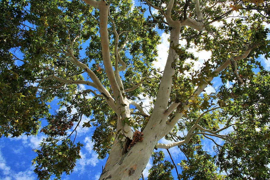 low-angle photo of green leafed tree at daytime, Maple, Trunk HD wallpaper