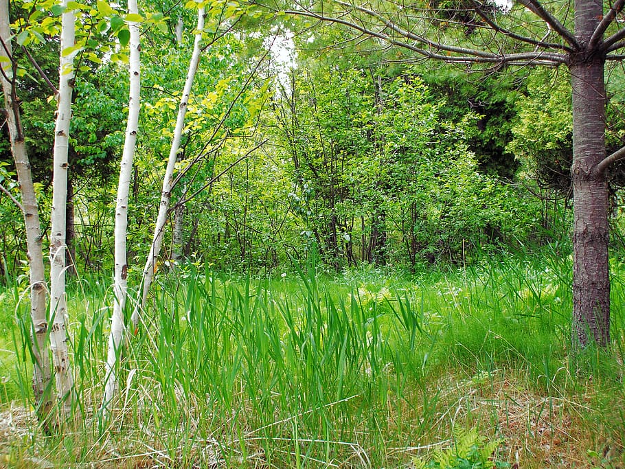 forest, grass, landscape, nature, meadow, wood, spring, green HD wallpaper