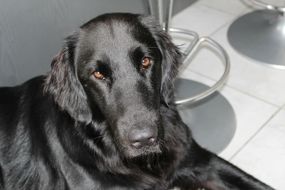 dog, black, retriever, pets, canine, mammal, domestic, domestic animals HD wallpaper