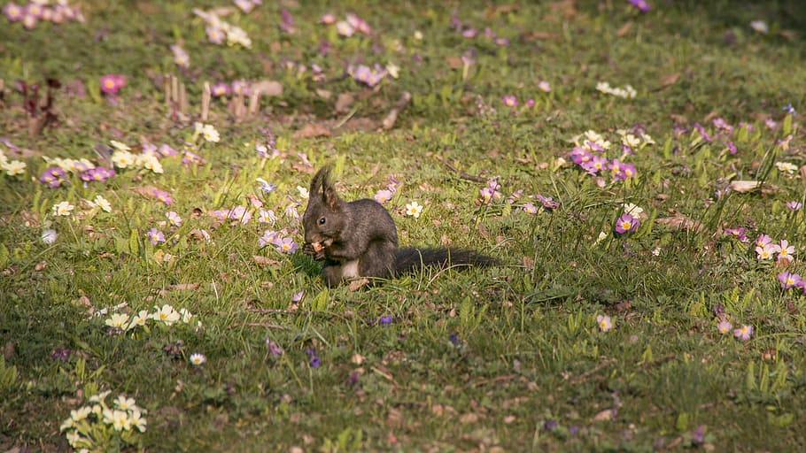 squirrel, spring, eat, animal world, plant, flower, animal themes HD wallpaper