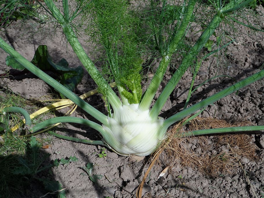 Fennel, Tuber, Grow, Sprout, infructescence, vegetables, food HD wallpaper