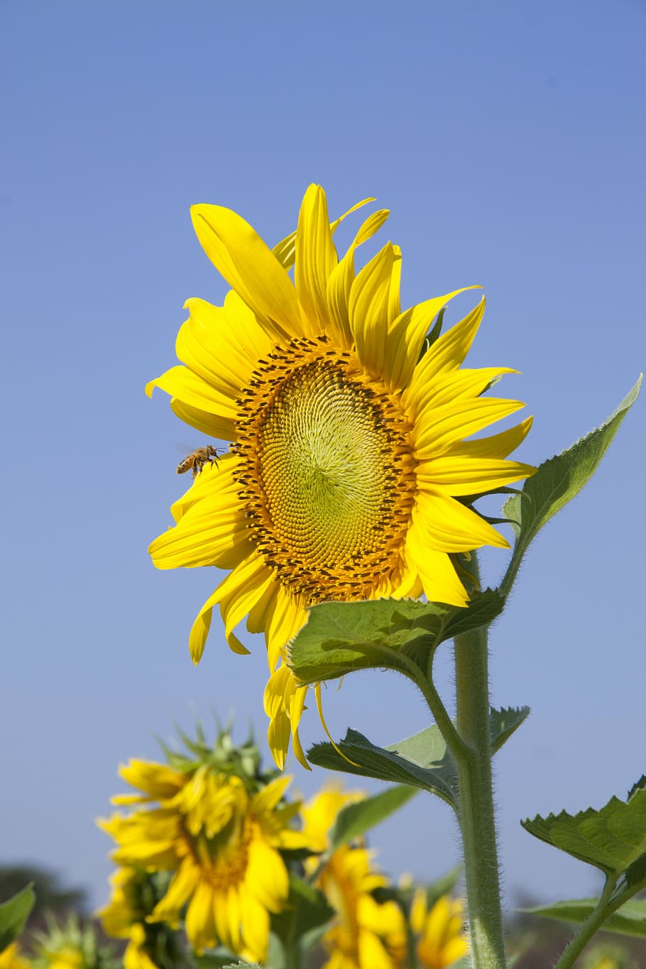 bee, blue sky, field, flowers, sun flower, yellow, fragility HD wallpaper