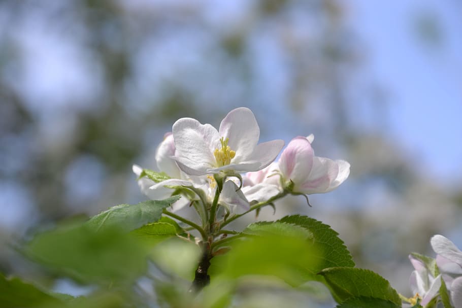 apple, tree, apple tree, blossom, bloom, spring, branch, white HD wallpaper