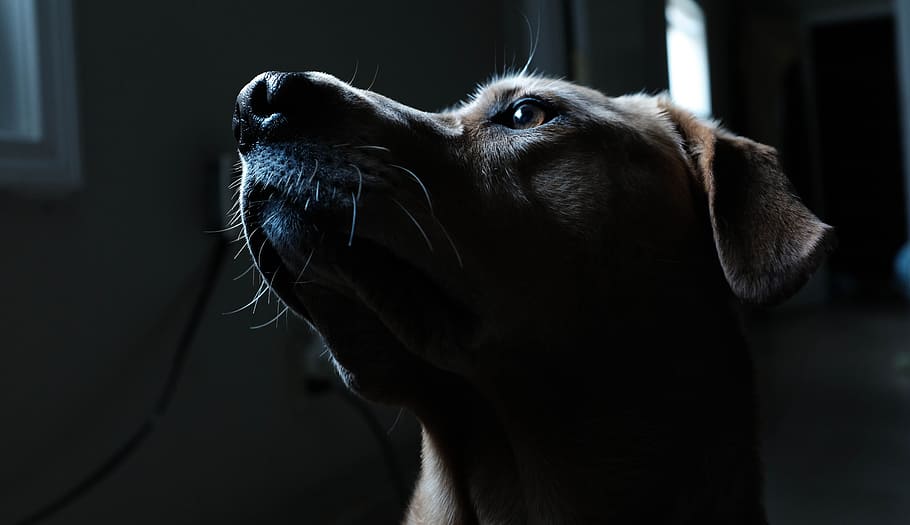 brown short coated dog phot, adult yellow Labrador retriever close-up photo