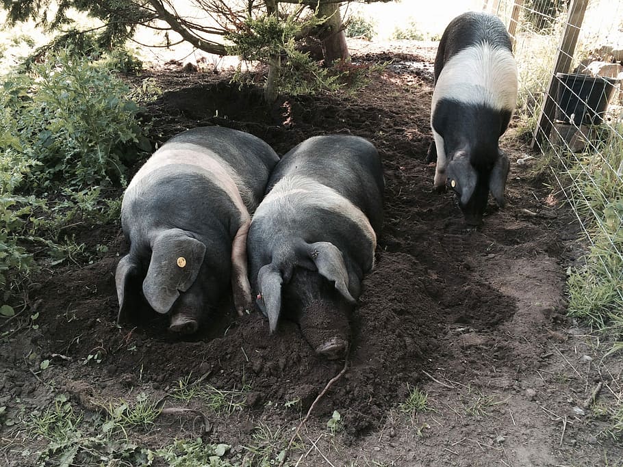 Pig, Saddleback, Pigs, Animal, saddleback pigs, farmyard, swine, HD wallpaper