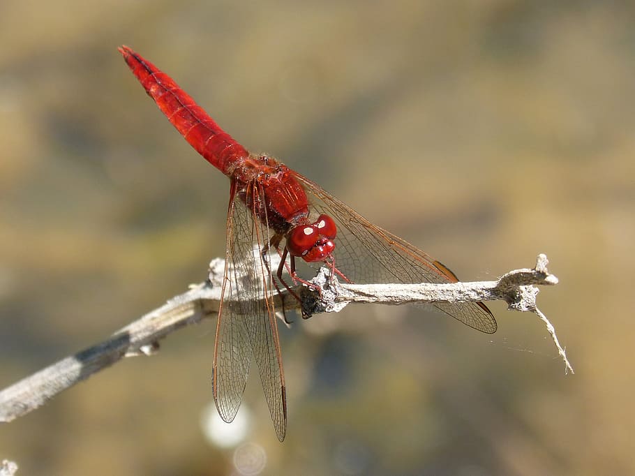 Dragonfly, River, Pond, red dragonfly, by side, detail, beauty HD wallpaper