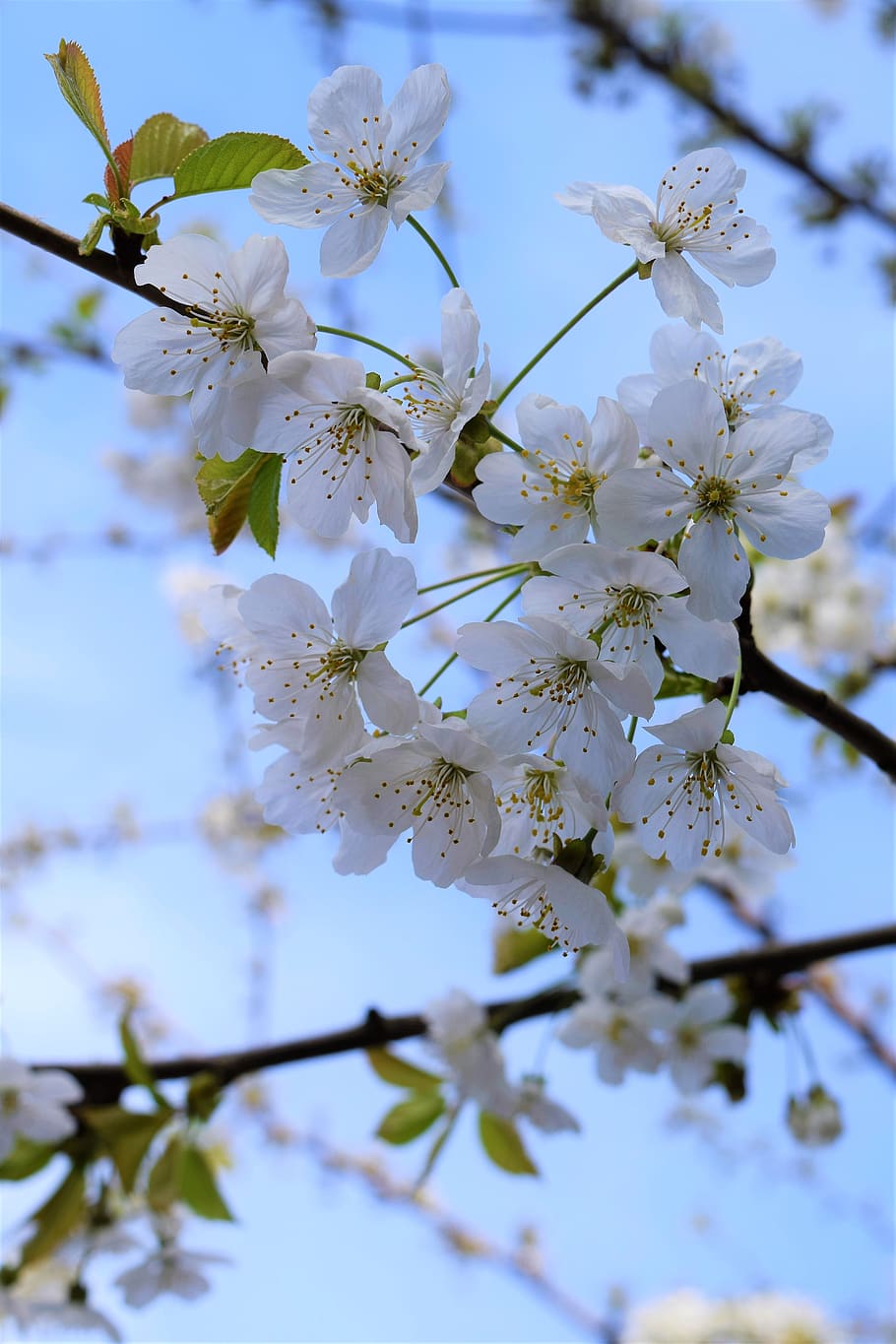 cherry blossom, cherry tree, white, spring, nature, branch HD wallpaper