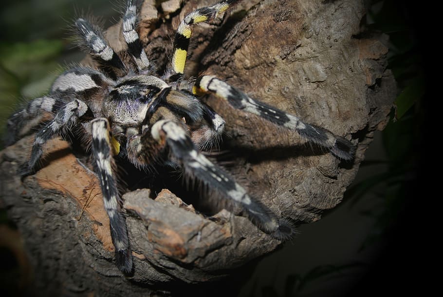 poecilotheria striata, tarantula, spider, insect, arachnid, HD wallpaper