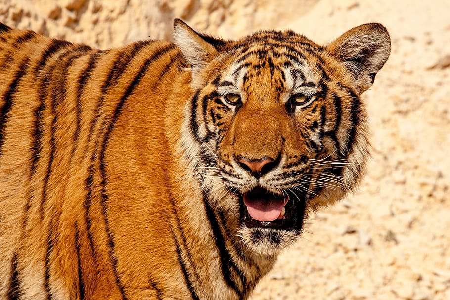 closeup photo of brown and black tiger, animal, wild, wildlife