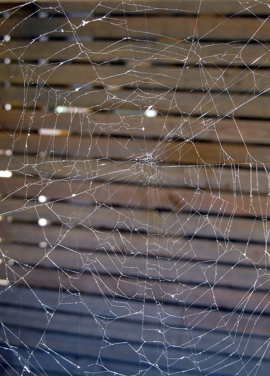 spider web, spiderweb, thread, arachnid, insect, trap, spooky HD wallpaper