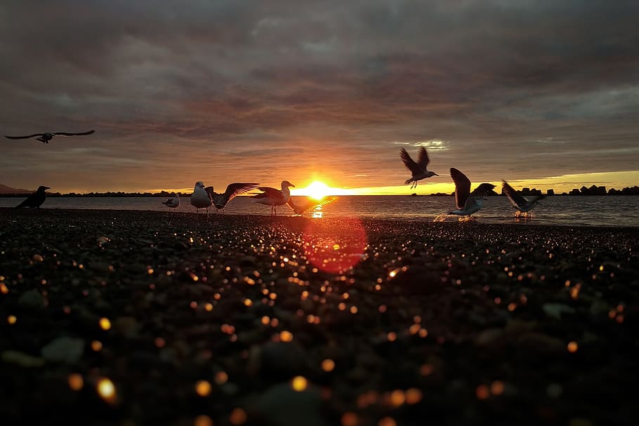 Sky, Cloud, Sea, Beach, Sunset, Dusk, at dusk, seagull, birds of the sea HD wallpaper