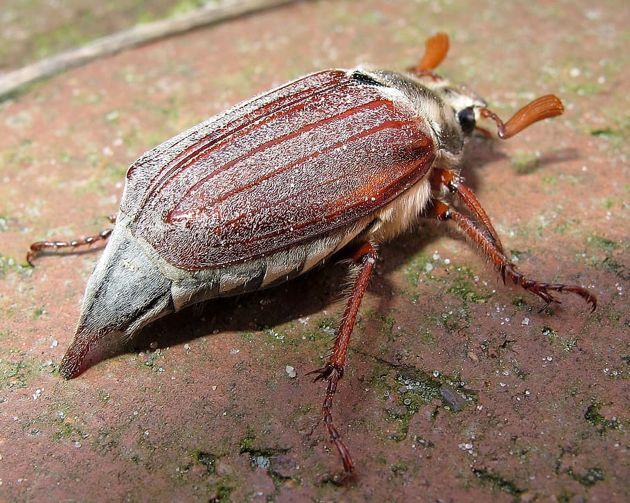 maikäfer, beetle, may, one animal, animal themes, animal wildlife HD wallpaper