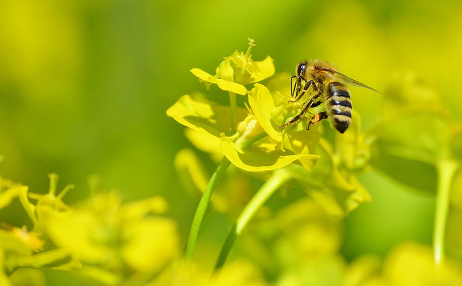 bee, insect, blossom, bloom, pollination, pollen, nectar, flower HD wallpaper