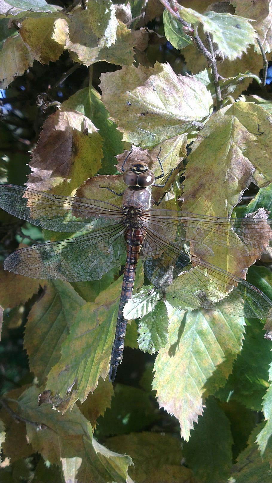 dragonfly, leaves, insect, close, animal, nature, leaf, plant part HD wallpaper