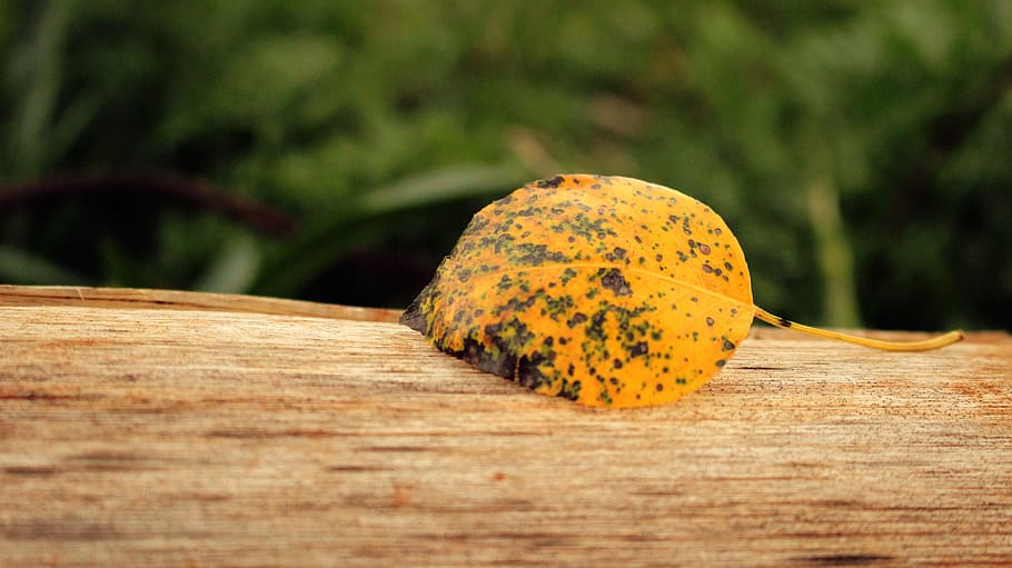 yellow, leaf, fall, wood, blur, plant, nature, food and drink HD wallpaper