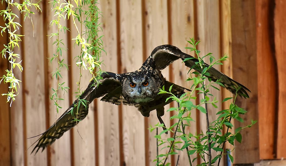 photo of flying own near plants, owl, bird, feather, eagle owl HD wallpaper