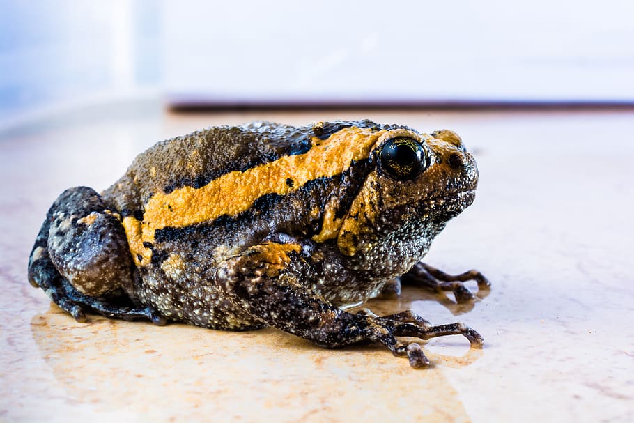 Toad, Anuran, Frog, Amphibians, one animal, reptile, animal wildlife HD wallpaper