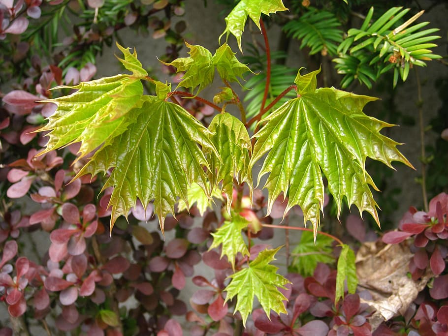spring, young maple leaves, development, spring awakening, lenz HD wallpaper