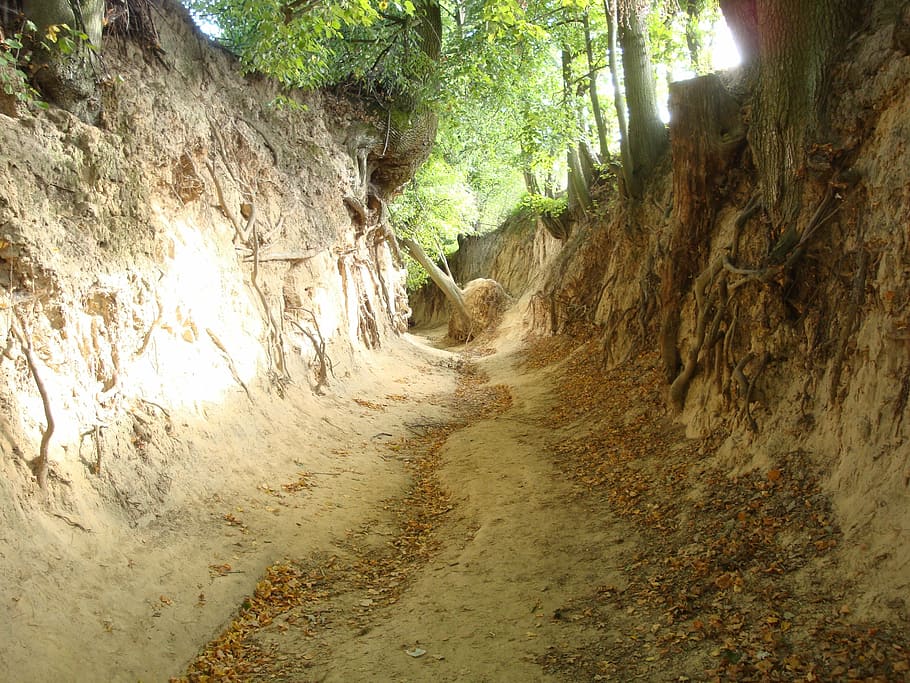 ravine, nature, landscape, tree, forest, outdoors, plant, no people HD wallpaper