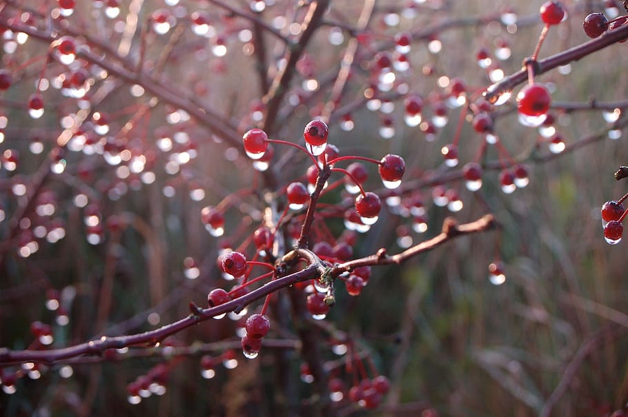 berry, shrub, drops, summer, plant, tree, branch, food, nature HD wallpaper