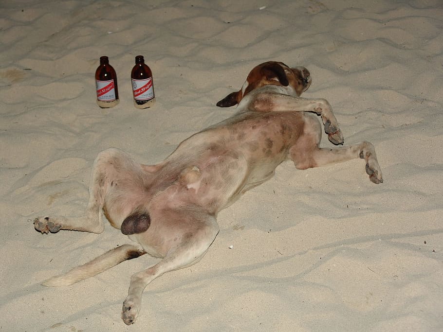 Beach, Dog, Beer, Drunk, Stripe, Move, most beach, pet, sand HD wallpaper
