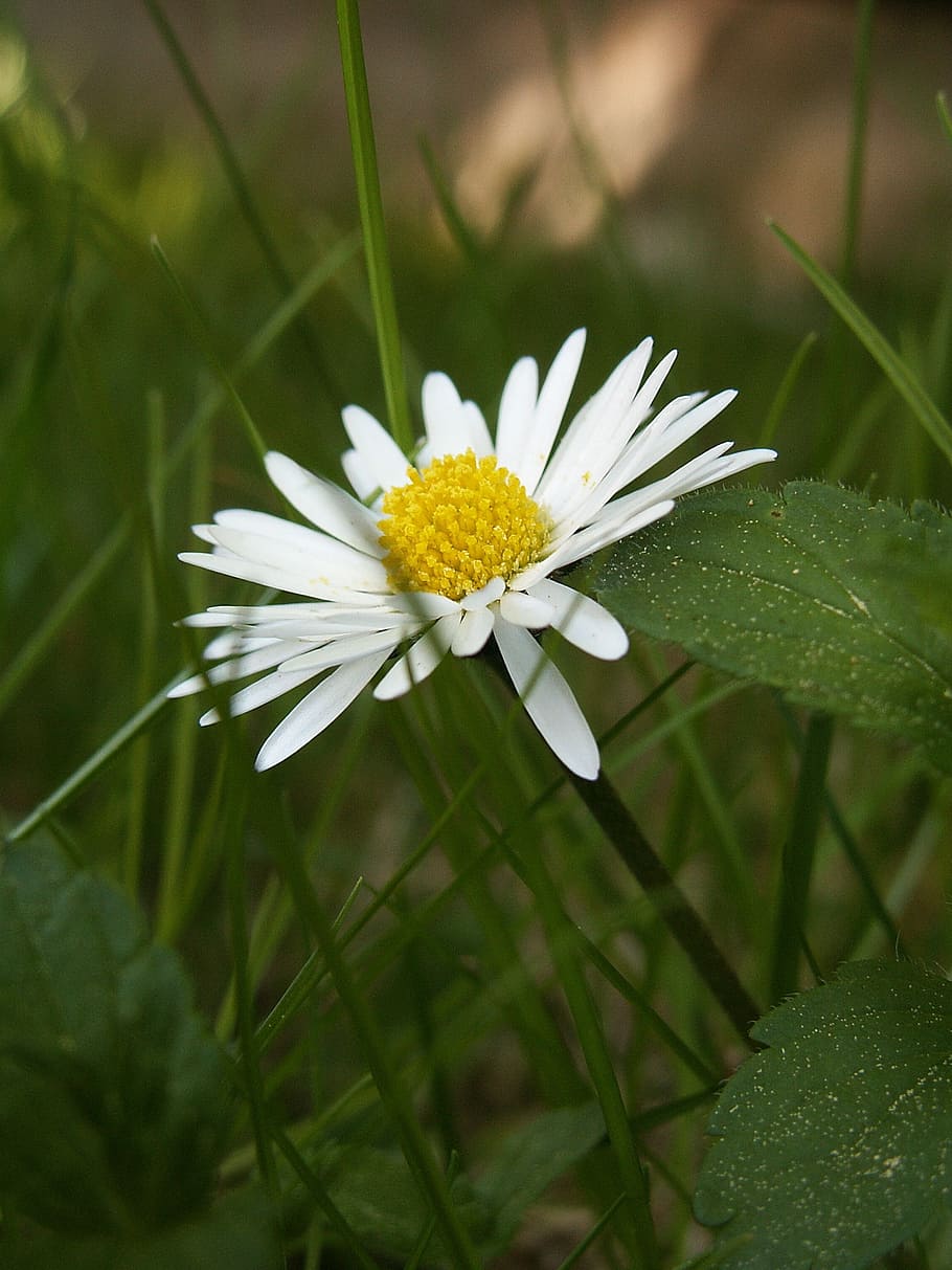 daisy, flower, flowering plant, freshness, growth, fragility HD wallpaper