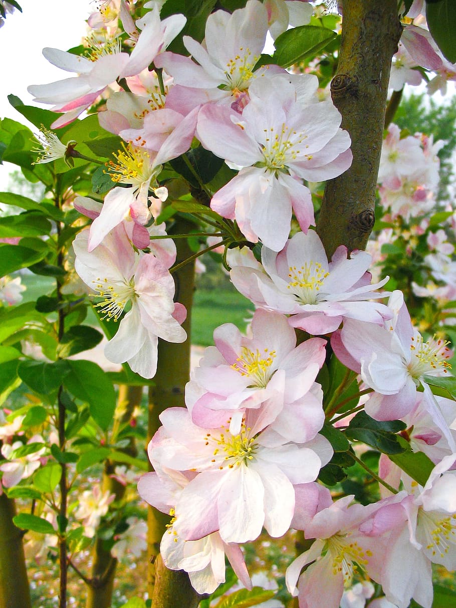flower, spring, pink, beautiful, garden, flowering plant, fragility HD wallpaper